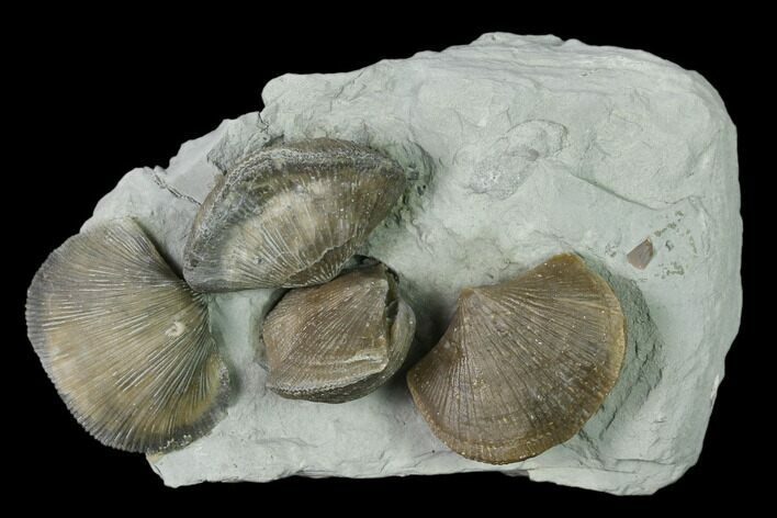 Multiple Fossil Brachiopod (Hebertella) Plate - Indiana #136504